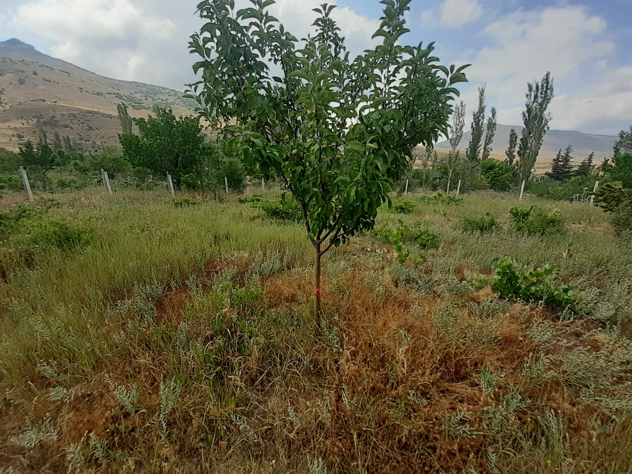 KAYSERİ DEVELİ TOMBAK MAHALLESİ UZUNYER MEVKİİNDE SATILIK BAĞ